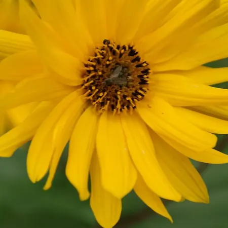 ゲストハウス Egebjerggaard 3*