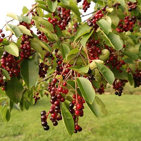 Egebjerggaard Guest house Sig