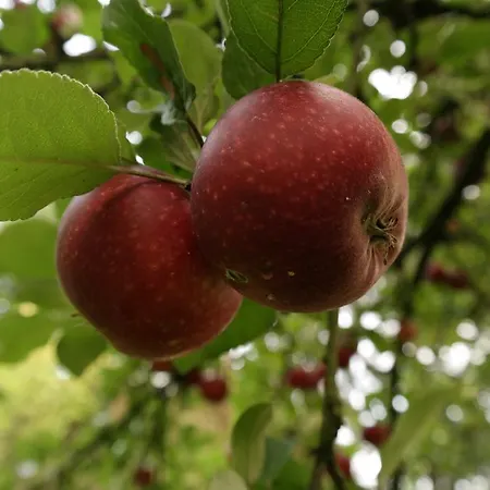 Egebjerggaard Guest house