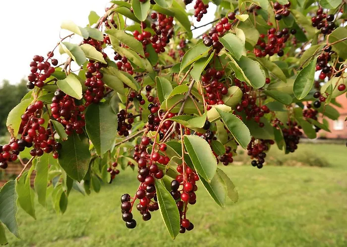 Egebjerggaard Affittacamere Sig