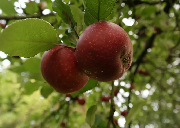 Egebjerggaard Affittacamere